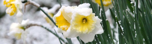 kışın çiçekleri soğuktan koruma
