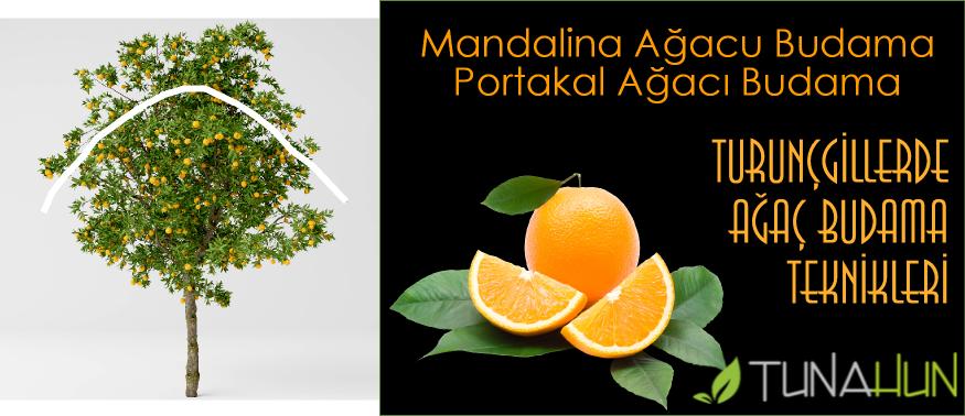 portakal mandalina ağaçları budama