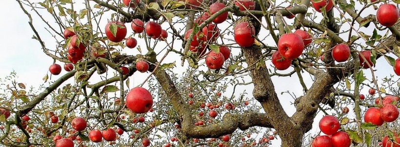 Elma Ağacı Budama