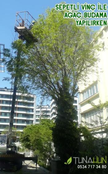 İstanbul ağaç budama takvimi