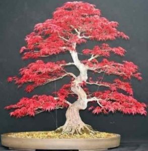 bonsai çeşitleri ve isimleri