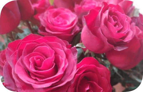 En güzel güllerin isimleri